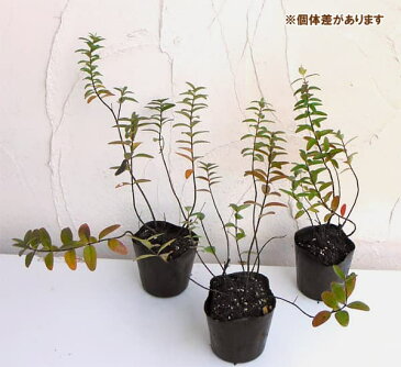 花木 庭木の苗/ヒペリカム:ヒデコート3.5号ポット