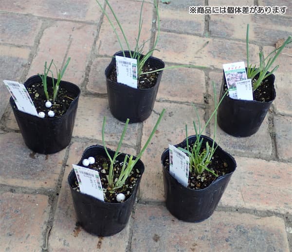 植物の苗/コンパニオンプランツ：チャイブ3号ポット4株セット