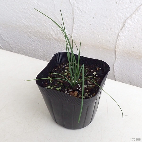 植物の苗/コンパニオンプランツ：チャイブ3号ポット4株セット