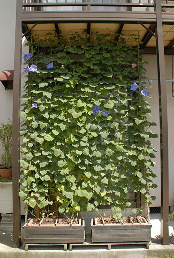 軒までとどく花すだれ プランター用 グリーン0.6m×2.7m 4枚セット