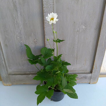 草花の苗/秋明菊(しゅうめいぎく):白花八重4号鉢植え