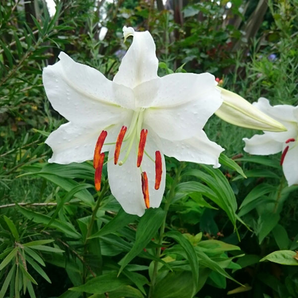 ���ꥨ�󥿥��꡼�������֥��3.5���Ф��ݥå�