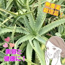 観葉植物/キダチアロエ(木立アロエ)5号鉢植え*