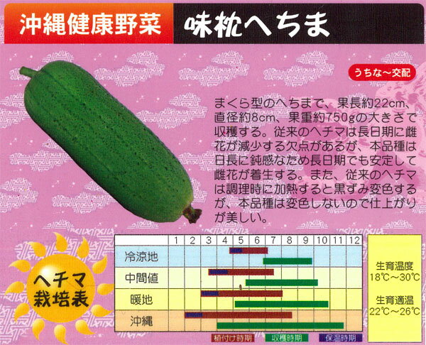 野菜の苗/ナーベラー（食用ヘチマ）：味枕（あじまくら）自根苗3号ポット 6株セット