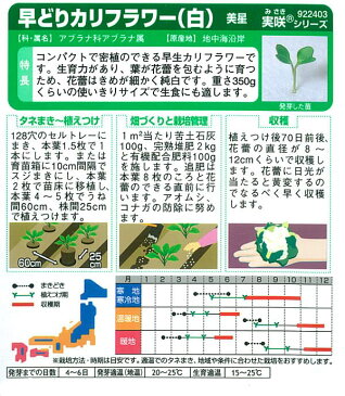 ミニカリフラワー：美星(みせい)[野菜タネ]