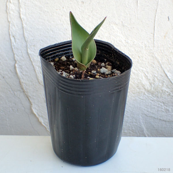 ���塼��åס��ۡ����ɥ��å�1�忢����Ф�3�濼�ݥå�