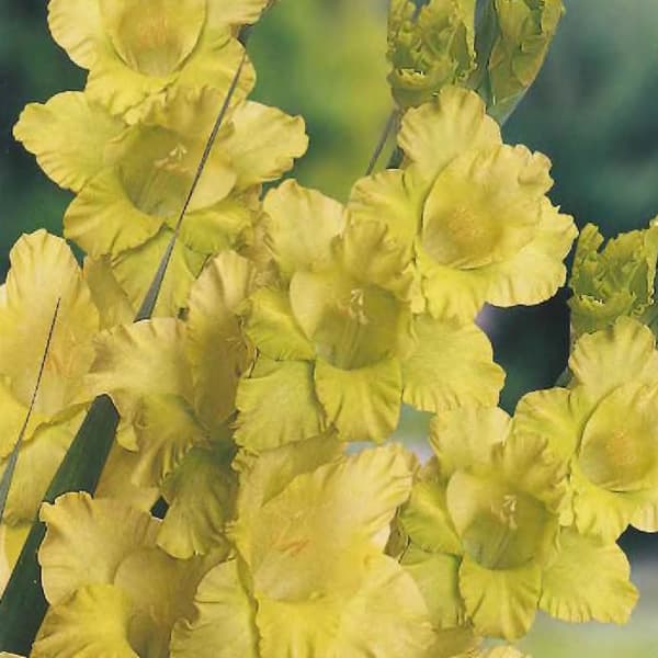 �庬/���饸���饹�����꡼�󥢥���5������