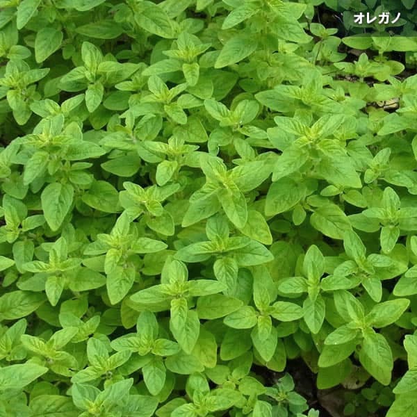 �ϡ��֤���/�������ϡ���3�糧�åȡʥ��쥬�Ρ������ꥢ��ѥ��ꡦ���㥤�֡�