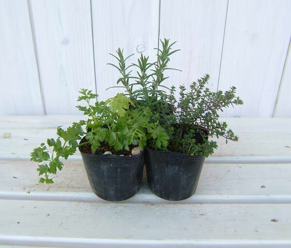 ハーブの苗/お料理ハーブ3種セット(イタリアン...の紹介画像2