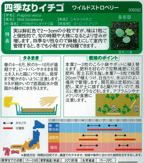 イチゴ：四季なりイチゴ ワイルドストロベリー[タネ]