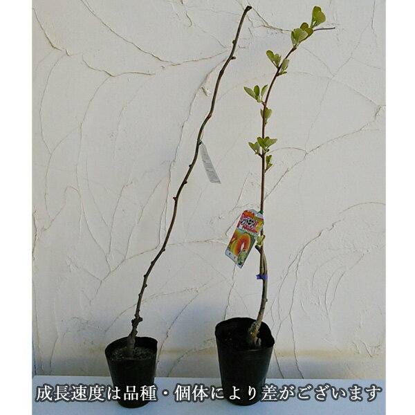 �̼�����/������2���ʴ�����åȡ����ޡʥ����ҡˤ���ͺ�ʥ����楦��4��5��ݥåȡʥ᥹�ڡ������ڡ�