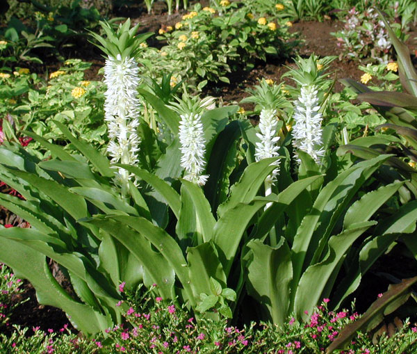 球根/ユーコミス（パイナップルリリー）：プンクタータ1球入り