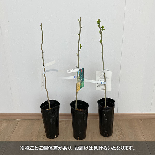 花木 庭木の苗/杜仲（トチュウ）4号ポット