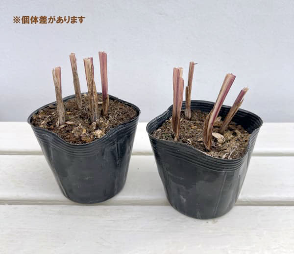 ��������ƥ�ʥ������󥻥��4���Ф��ݥå���