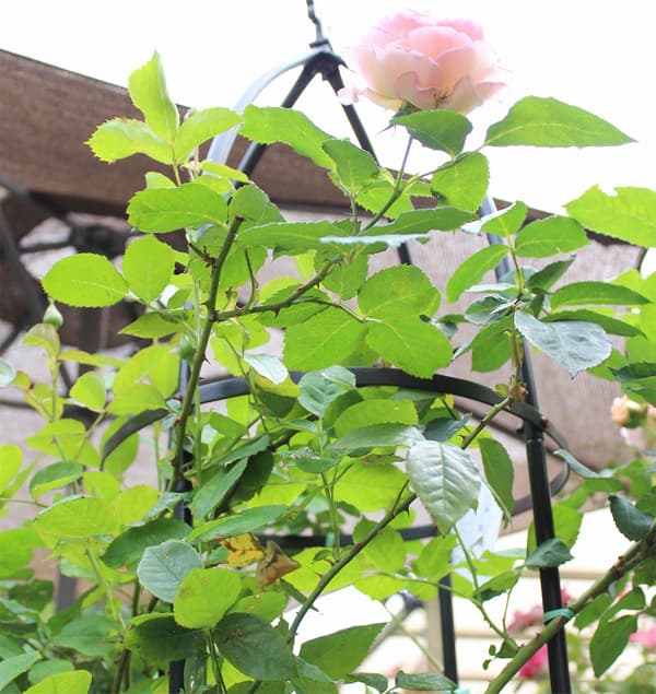 ���٥ꥹ���ʹ⤵191cm��ľ��35.5cm��4�ĥ��å�