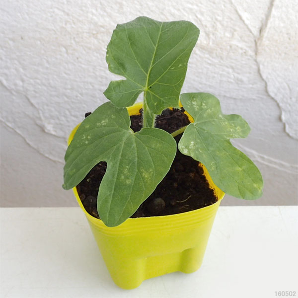 草花の苗/[送料無料]アサガオ曜白朝顔おまかせ花色ミックス2.5号ポット40株セット