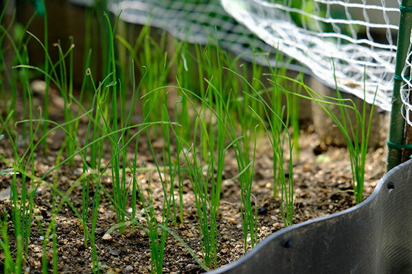 ��ڤ���/�ͥ��ġ����ͤ��ʶ���դͤ���2.5-3��ݥå�