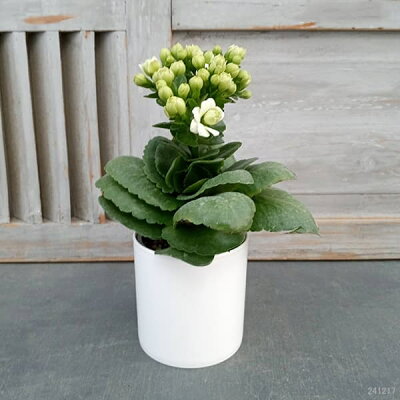 カランコエ 植物図鑑 カランコエ 植物図鑑