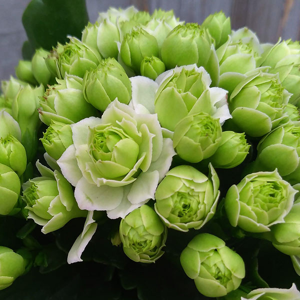 花が咲かないを解決 カランコエ クイーンローズとは その育て方と咲かせ方 植物のタナログ