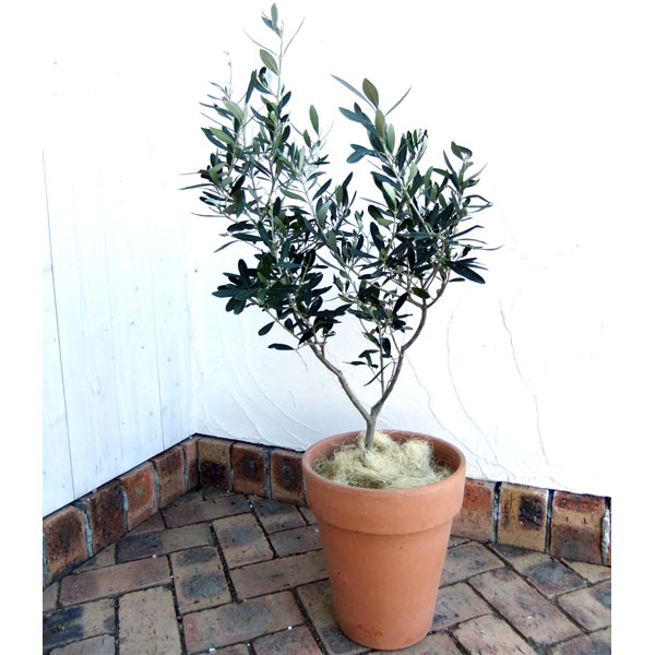 �ʤ櫓�����ò��˥��顼�䥷���ݡ��� 100g����