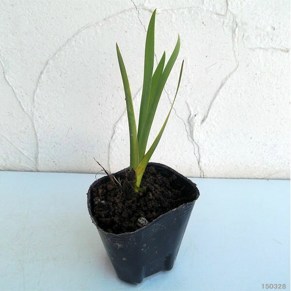 草花の苗/カキツバタ：染河（そめかわ）4号ポット*