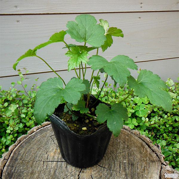 草花の苗/シュウメイギク（秋明菊）：ダイアナ3号ポット2株セット