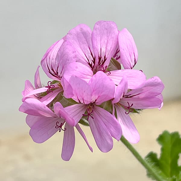 �ϡ��֤���/�˥�������˥��ࡧ���ԥ�����3��ݥå�