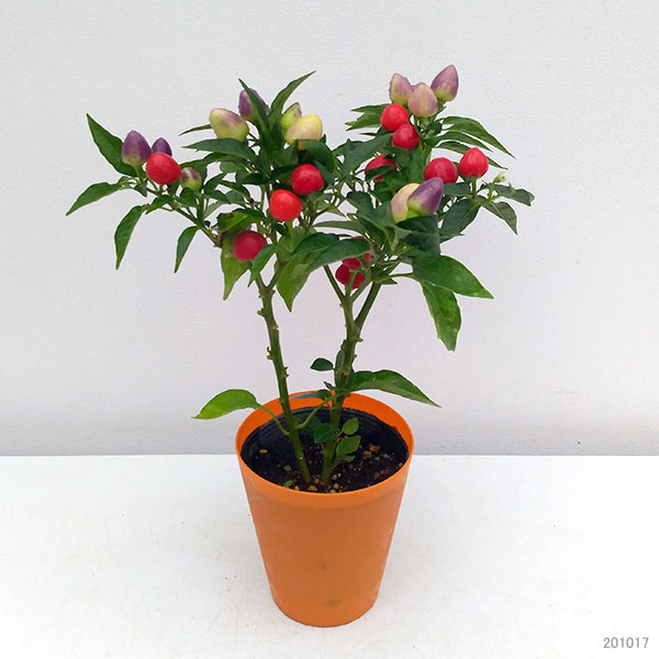草花の苗/五色トウガラシ：フェスティバル4号鉢植え 6株セット
