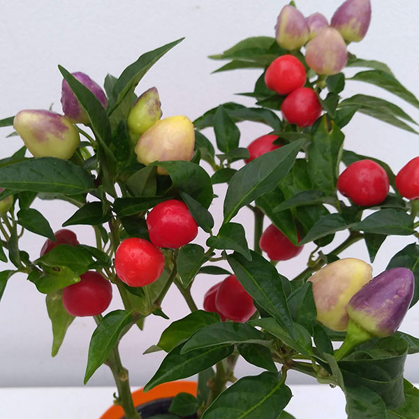 草花の苗/五色トウガラシ：フェスティバル4号鉢植え 6株セット