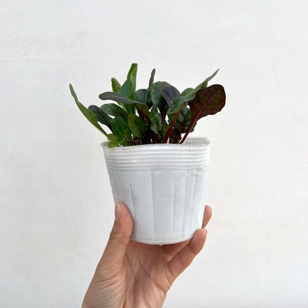 ��ڤ���/���������㡼�� 3-3.5��ݥå���12�����å�