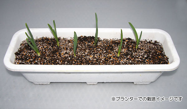 ��ڤ���/�ۥ磻�ȥ˥�˥�����3��ݥå� 4�����å�