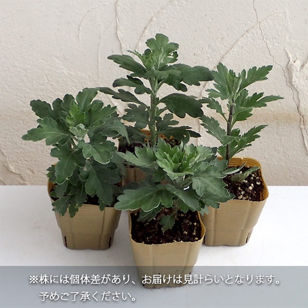 草花の苗/キク（菊）：アンドロメダ3号ポット
