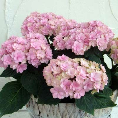 花木 庭木の苗/アジサイ:ユーミートゥギャザー...の紹介画像3