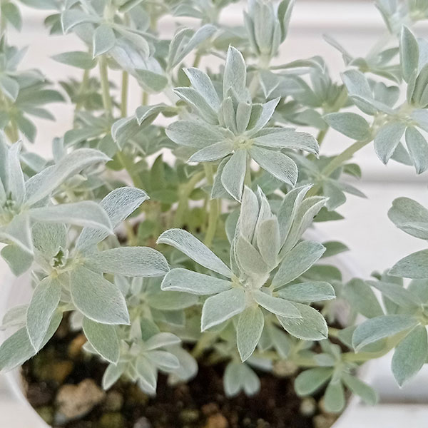 草花の苗/ロータス：クレティクス2.5号ポット 2株セット