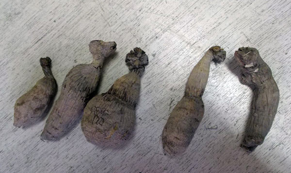 �庬/���ꥢ����ĳ�ʥ������祦��1������3�ޥ��å�