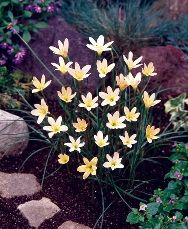 �庬/���ե���󥵥������ץꥳ�å�7��