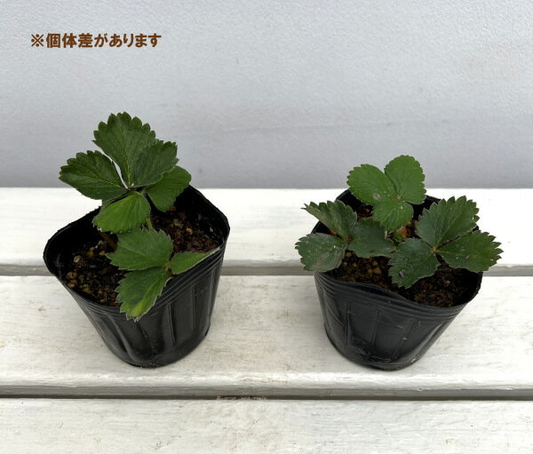 ��ڤ���/�������ʰ쵨�ʤ�ˡ��Ȥ����Ȥ�2.5��3��ݥå� 6�����å�