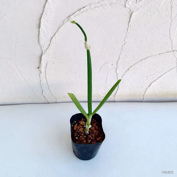 ��ڤ���/�䤰��Ǭ3��ݥå� 2�����å�