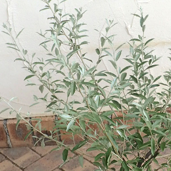 ロシアンオリーブ 植物図鑑