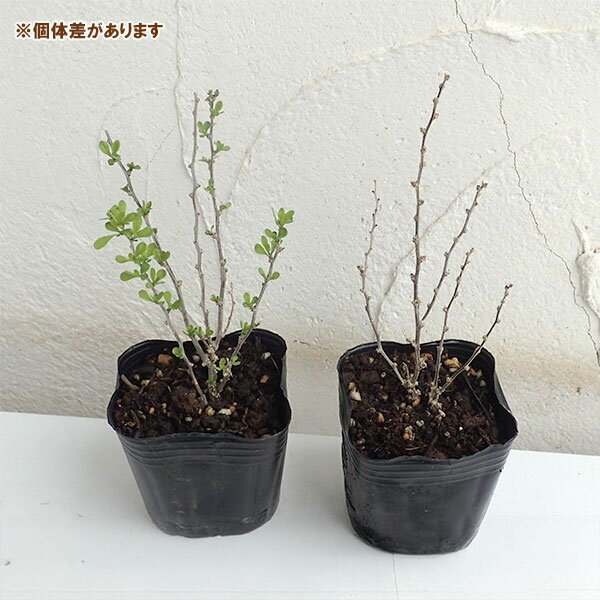 ���� ���ڤ���/��������۹�ˡ������ʥ���ʥꥯ����3��ݥå�