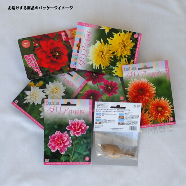 �庬/���ꥢ�������������������ڲ��ѡ�1������