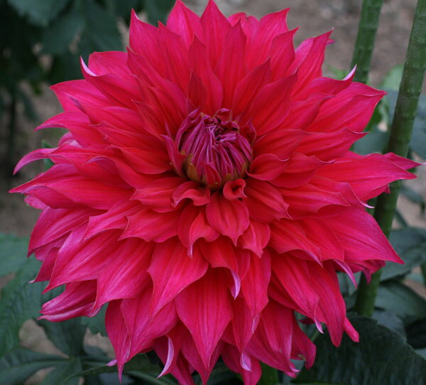 �庬/���ꥢ�ε庬���ʵ����ء��糤��1��