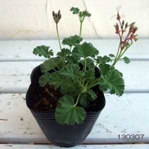 ハーブの苗/ニオイゼラニウム3種セットB（ナツメグ・ローズ・ペパーミント）