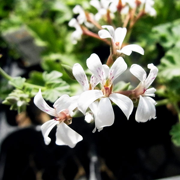 ハーブの苗/ニオイゼラニウム3種セットB（ナツメグ・ローズ・ペパーミント）