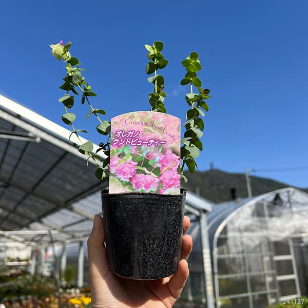 草花の苗/花オレガノ：ケントビューティー3号ポット2株セット