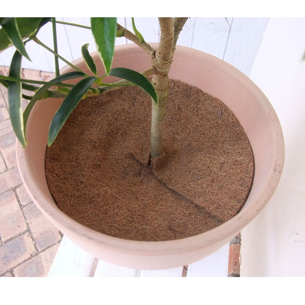 �䥷���ݱ��ץޥå�ľ��33cm