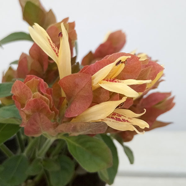 ��֤���/�٥��ڥ��͡����å������ʥ����ӥ����ˡ����ӡ��� �֥���3.5��ݥå�