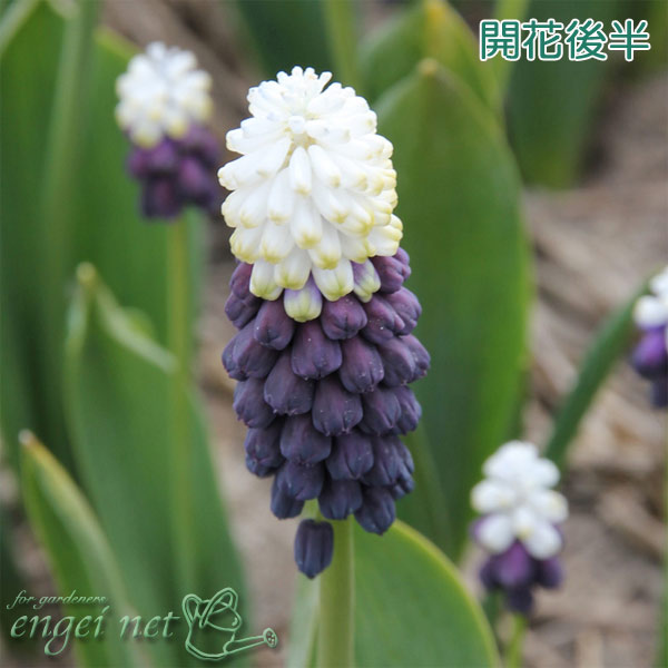 �ॹ���ꡧ���졼�ץ�����3��4�忢��3.5��ݥå�