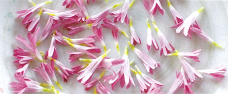 野菜の苗/美食菊：星の桜3号ポット