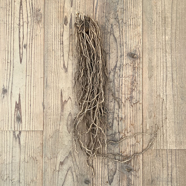 ��ڤ���/�����ѥ饬�����зԼ�������ϡ��Ƿ���� M��������������� 6�����å�